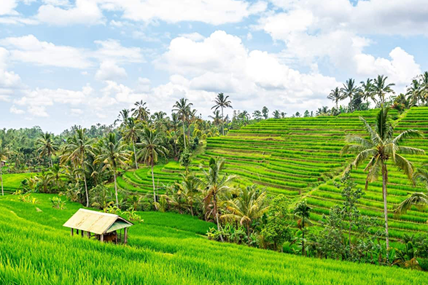 Jatiluwih Rice Terrace Tour